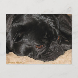 Ledsen Pug-vykort Vykort
