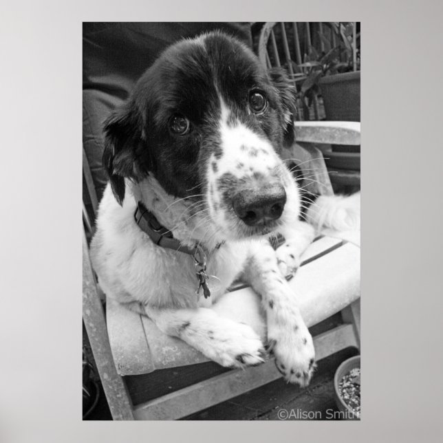 Ledsen Puppy Poster (Framsidan)