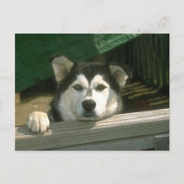 Ledsen Puppy Vykort (Framsida)