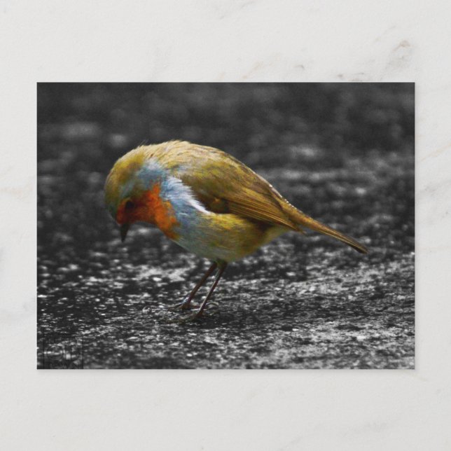 ledsen robin vykort (Framsida)