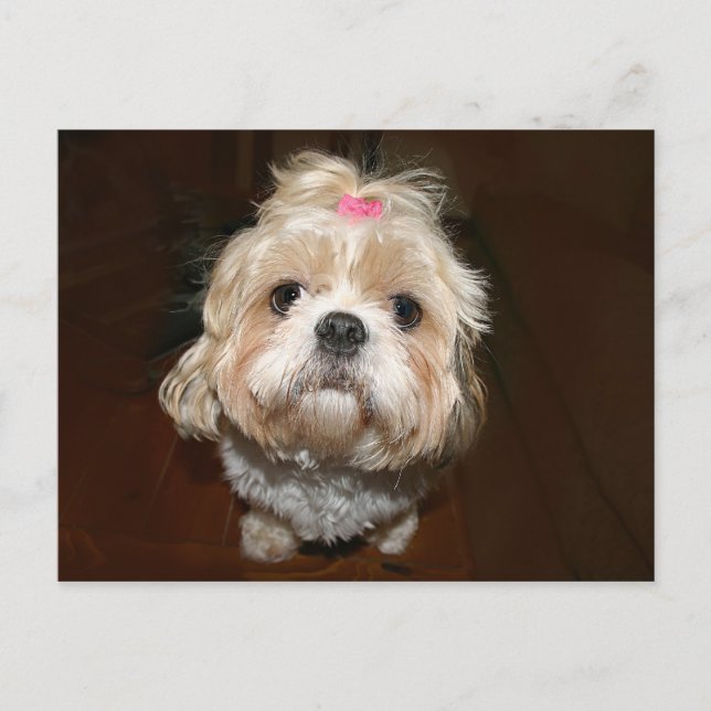 ledsen shih tzu vykort (Framsida)