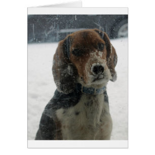 Ledsen Snowy Beagle Ansikte Tittar Inside Hälsningskort
