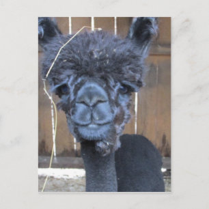 Ledsen - Sparad Alpaca Vykort