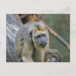 Ledsen Tittar Howler Monkey Vykort