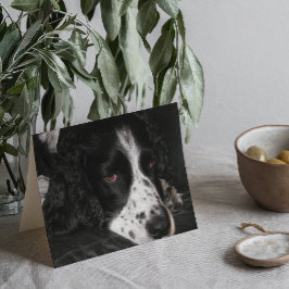Ledsen Tittar Hund Photo Get well Kort
