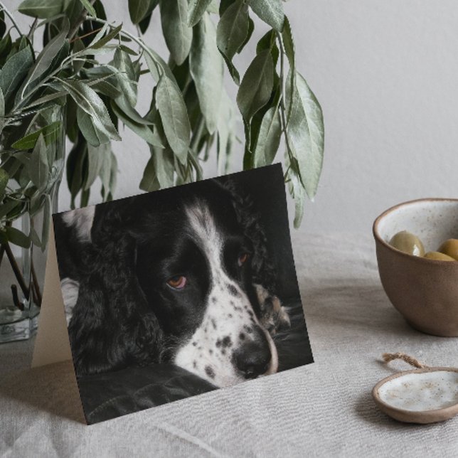 Ledsen Tittar Hund Photo Get well Kort (In Situ)