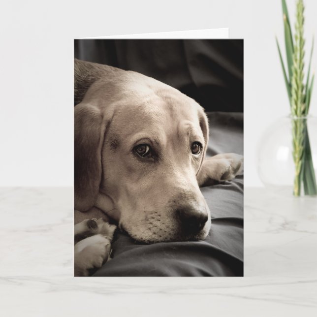 Ledsens Hund saknar ditt kort (Framsida)