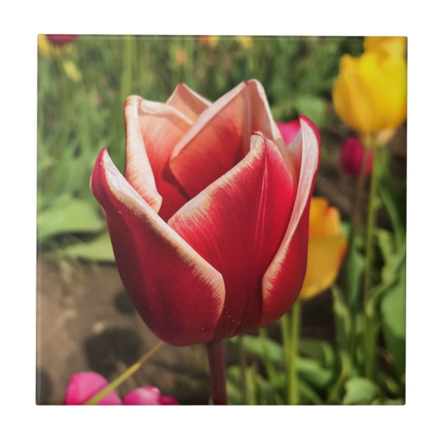 Leen Van Der Mark Tulip, Oregon Kakelplatta (Framsidan)