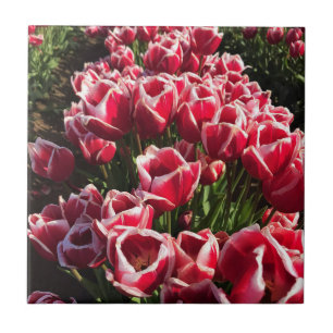 Leen Van Der Mark Tulips, Oregon Kakelplatta