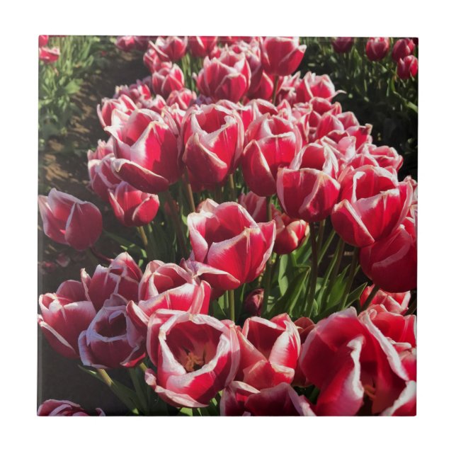 Leen Van Der Mark Tulips, Oregon Kakelplatta (Framsidan)