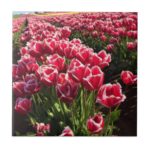 Leen Van Der Mark Tulips, Oregon Kakelplatta