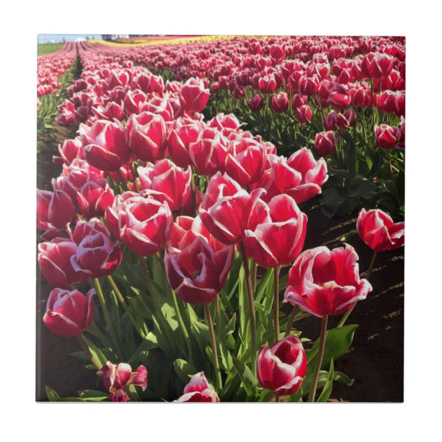 Leen Van Der Mark Tulips, Oregon Kakelplatta (Framsidan)