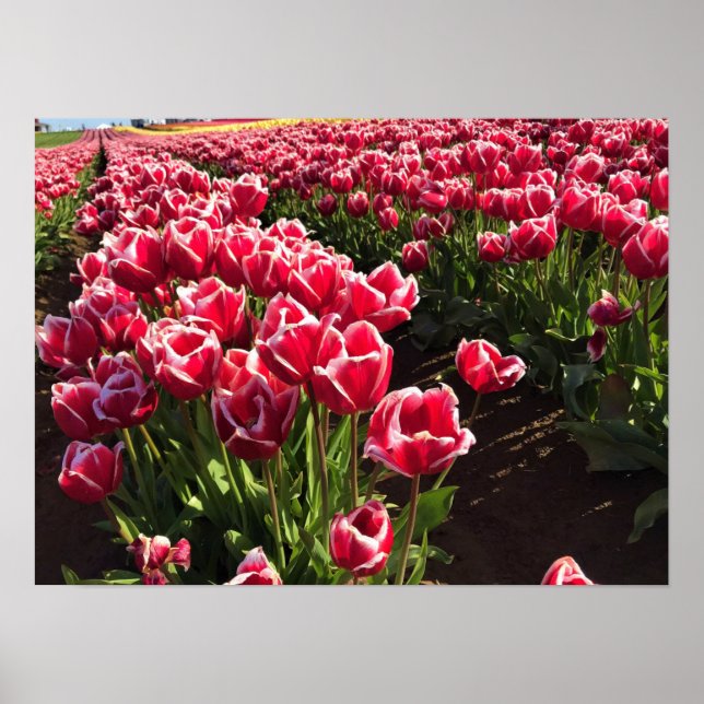 Leen Van Der Mark Tulips, Oregon Poster (Framsidan)