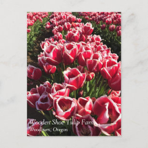Leen Van Der Mark Tulips, Oregon Vykort