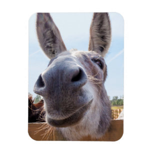 Leende Donkey Magnet