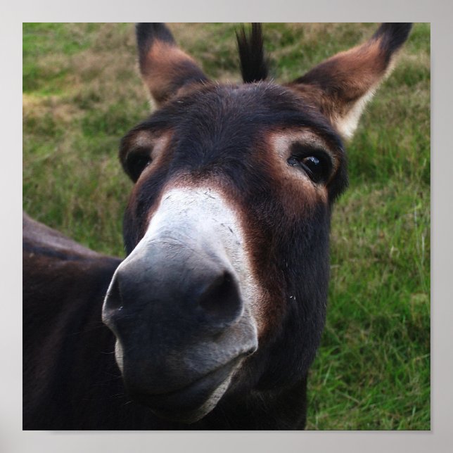 Leende Donkey-utskrift Poster (Framsidan)