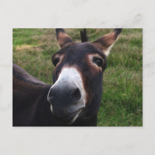 Leende donkey-vykort vykort