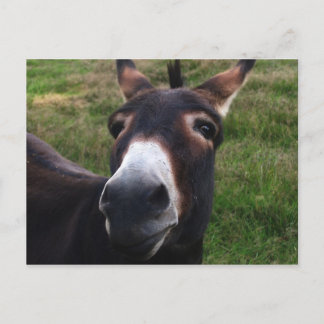 Leende donkey-vykort vykort