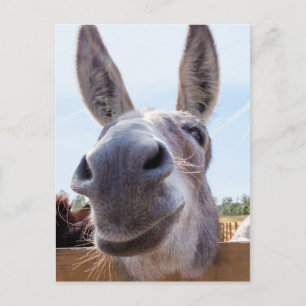 Leende donkey-vykort vykort