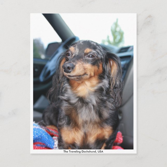 leende doxie, The Traveling Dachshund, USA Vykort (Framsida)