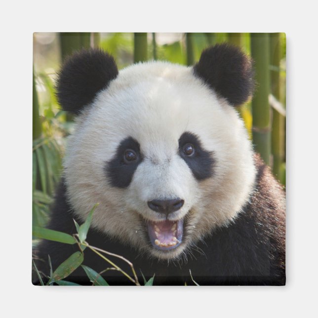 Leende Panda Porträtt Magnet (Framsidan)