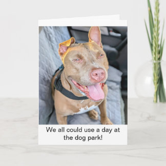 Leende Pit Bull Ta det lugnt Kort
