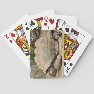 Leende Sköldpadda Casinokort