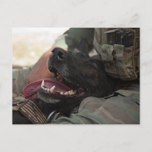 Leende tysk schäfer militär hund vykort