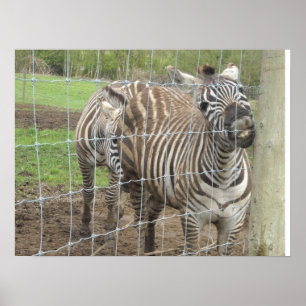 Leende zebra poster