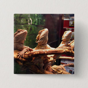 Leezard Trio Knapp