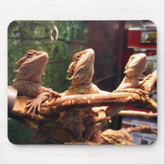 Leezard Trio Musmatta