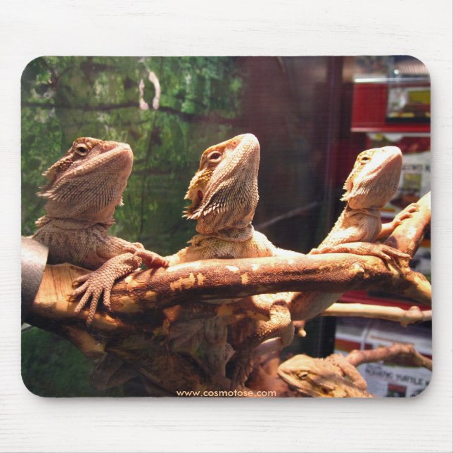Leezard Trio Musmatta (Framsidan)