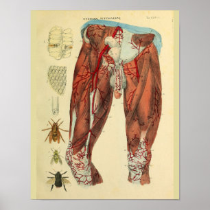Leg Muscles Arteries Bees Anatomy Art Print Poster