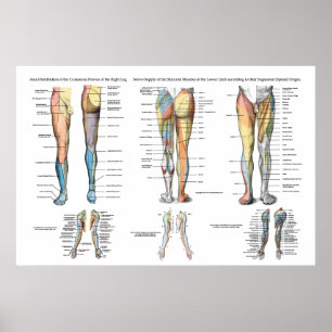 Leg Nerve Innervation av lägre extremiteter Poster