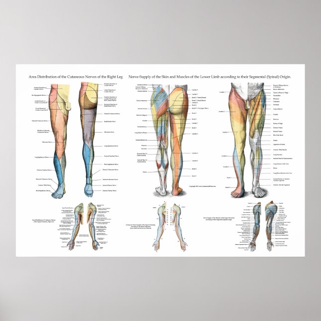 Leg Nerve Innervation av lägre extremiteter Poster (Framsidan)