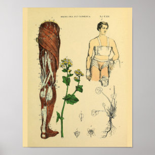 Leg Nerves Muscles Medicles Medical Anatomy Art Pr Poster