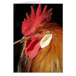 Leghorn Roo Hälsningskort