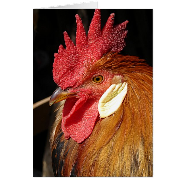 Leghorn Roo Hälsningskort (Framsidan)