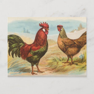Leghorns Vykort