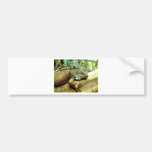 Leguan Bildekal