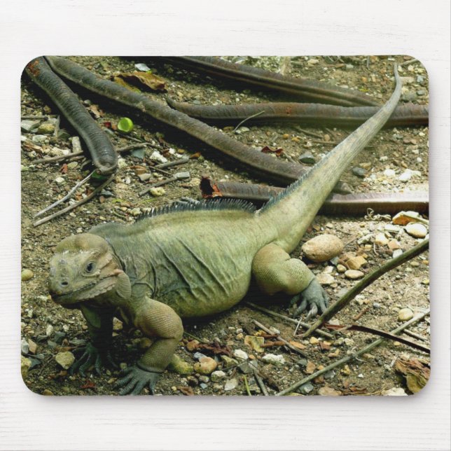 Leguan Mousepad Musmatta (Framsidan)