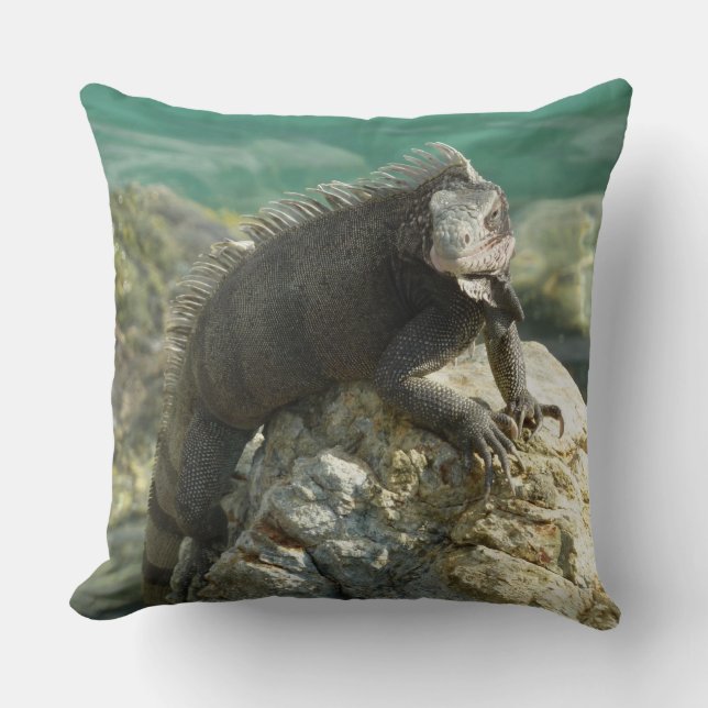 Leguan på klipporna vid St. Thomas Kudde (Framsida)