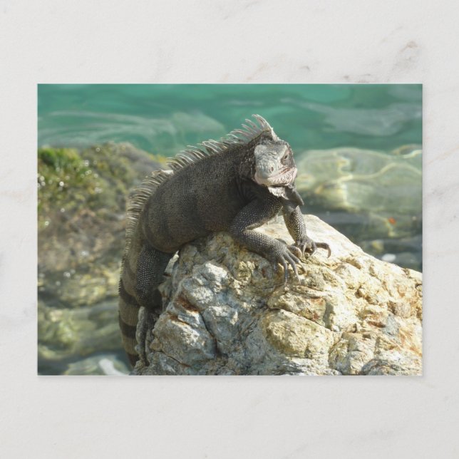 Leguan på klipporna vid St. Thomas Vykort (Framsida)