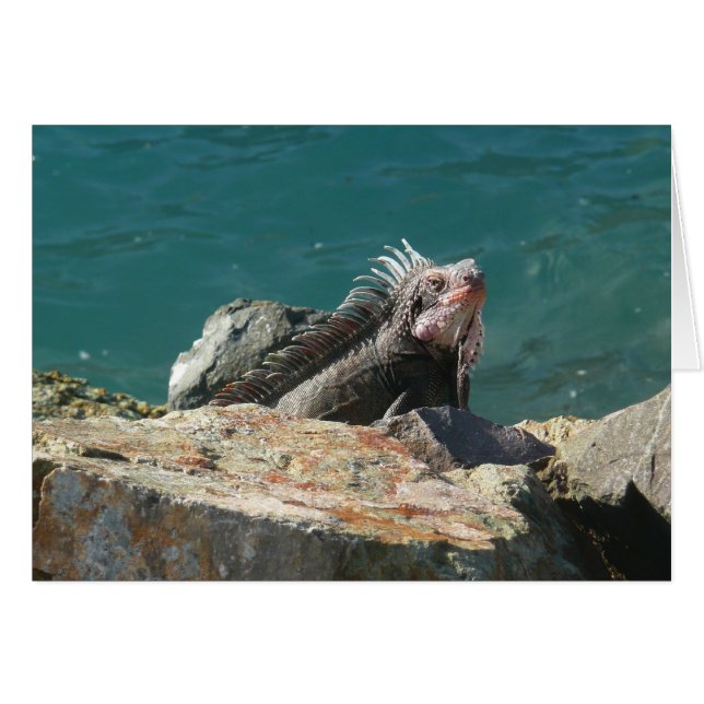 Leguan på St. Thomas Hälsningskort (Framsidan Horizontal)