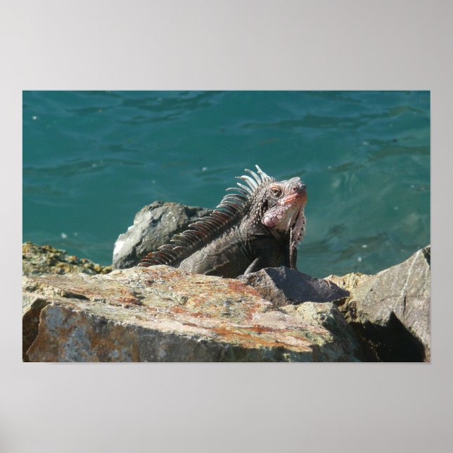 Leguan på St. Thomas Poster (Framsidan)