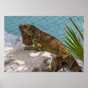 Leguan på stenen poster