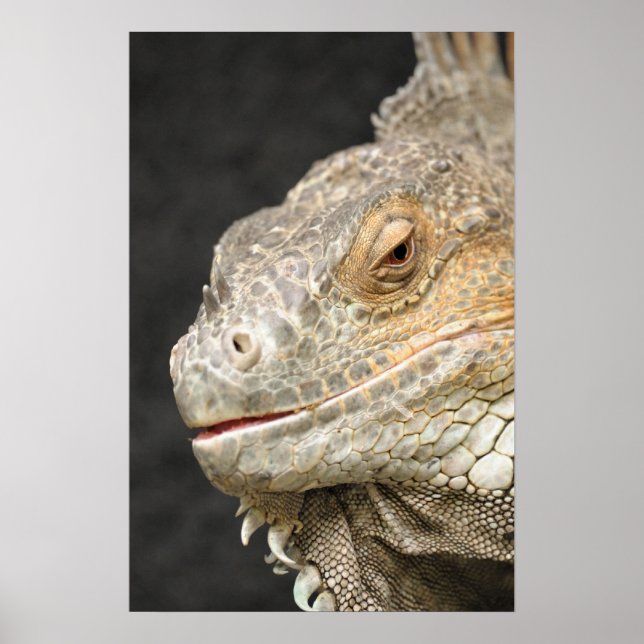 leguan poster (Framsidan)