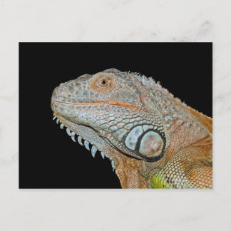 LEGUAN VYKORT