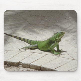 Leguanmousepad Musmatta
