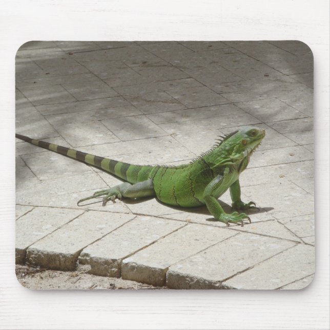 Leguanmousepad Musmatta (Framsidan)